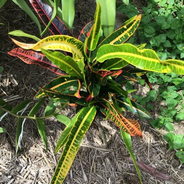 Codiaeum variegatum
