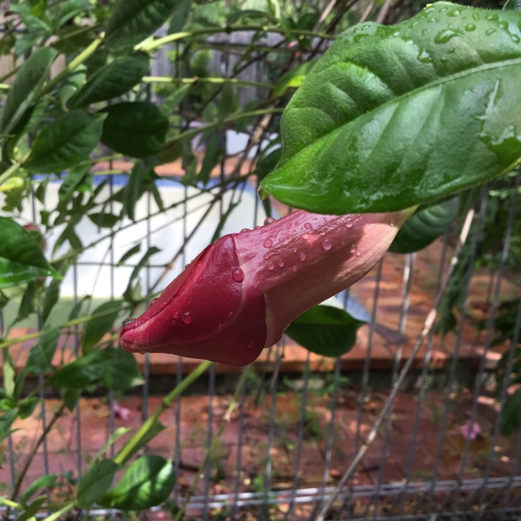 plant image 1554523
