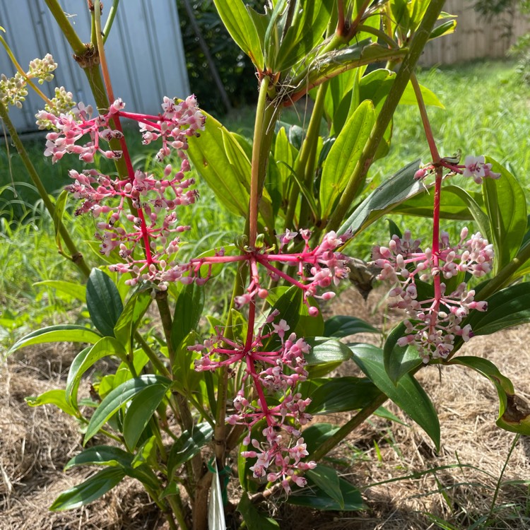 plant image 1555959