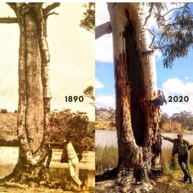 Eucalyptus camaldulensis