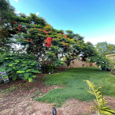 Royal Poinciana
