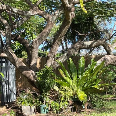 Sussanah's garden