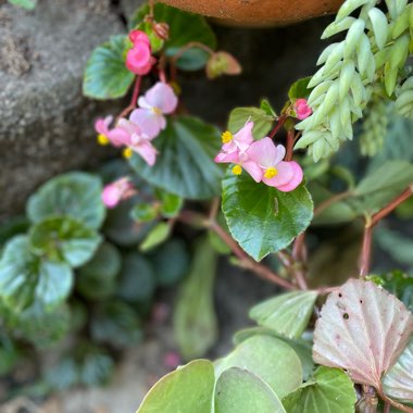 Sussanah's garden