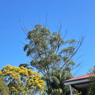 Sussanah's garden