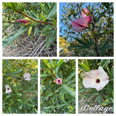 Hibiscus heterophyllus