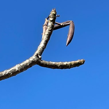 Plumeria