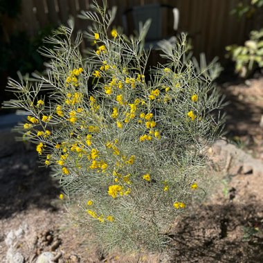 Cassia