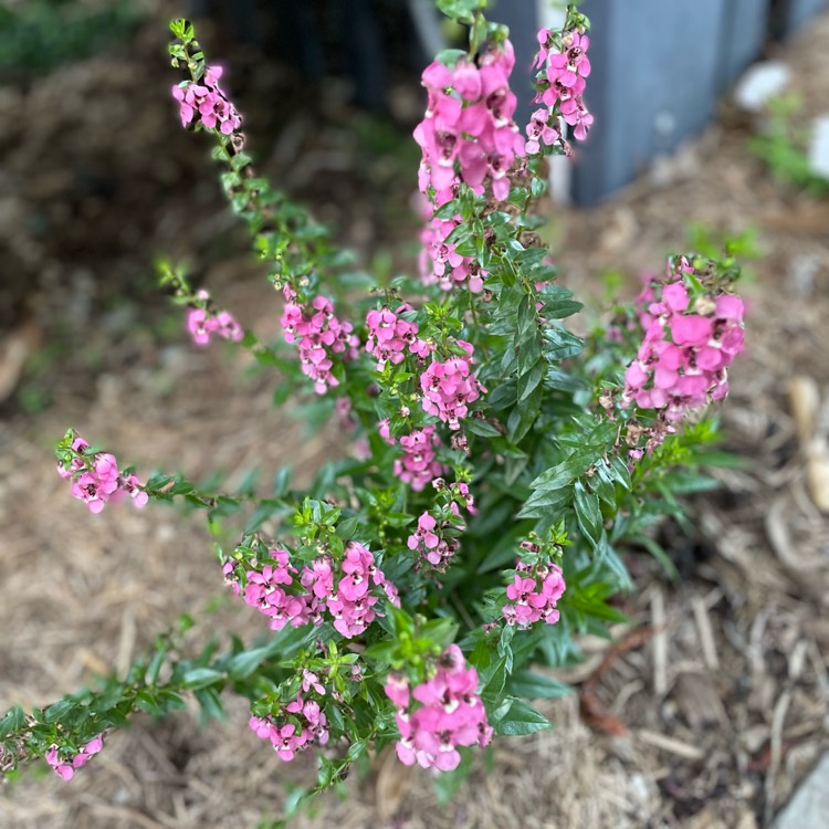 plant image 1698777 plant image 1698777