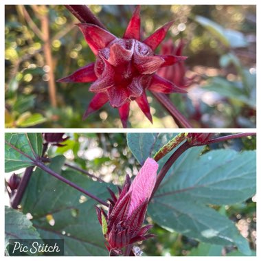 Hibiscus sabdariffa