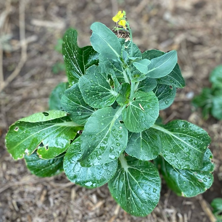 plant image 1724503 plant image 1724503