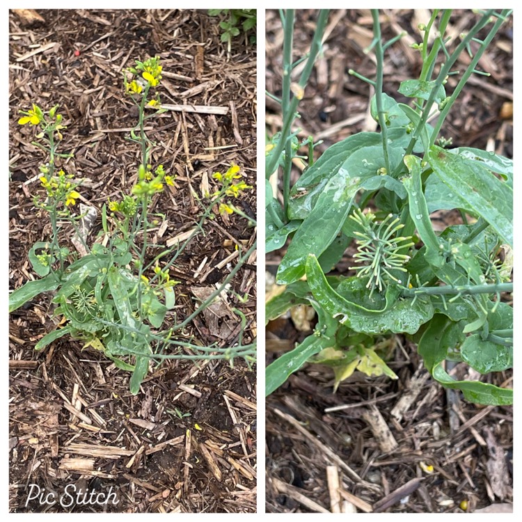 Plant image Brassica rapa var. perviridis