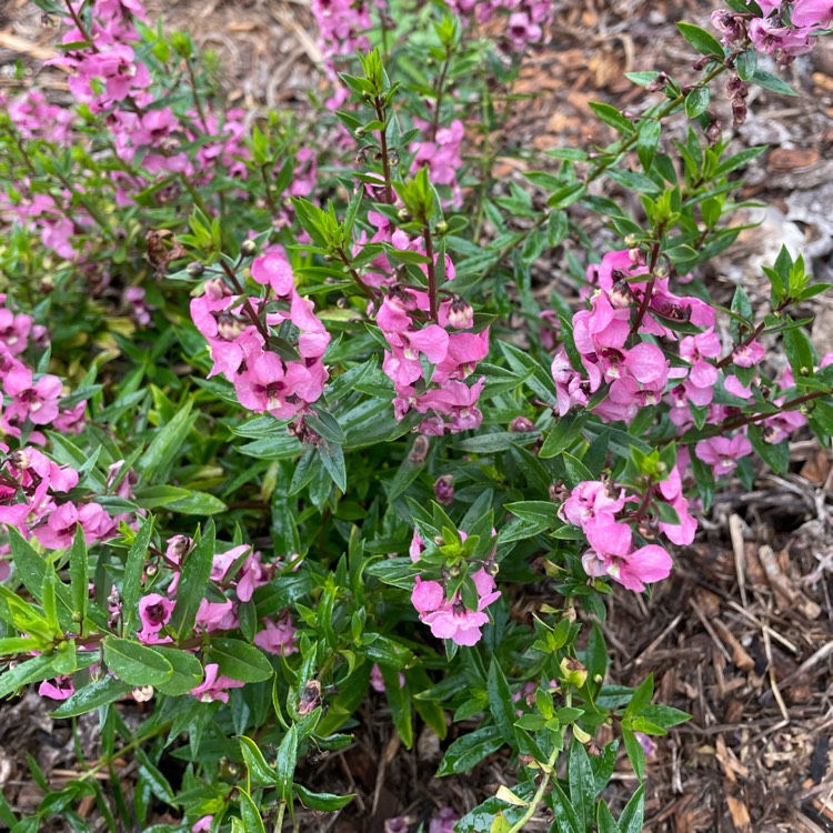 plant image 1725524 plant image 1725524
