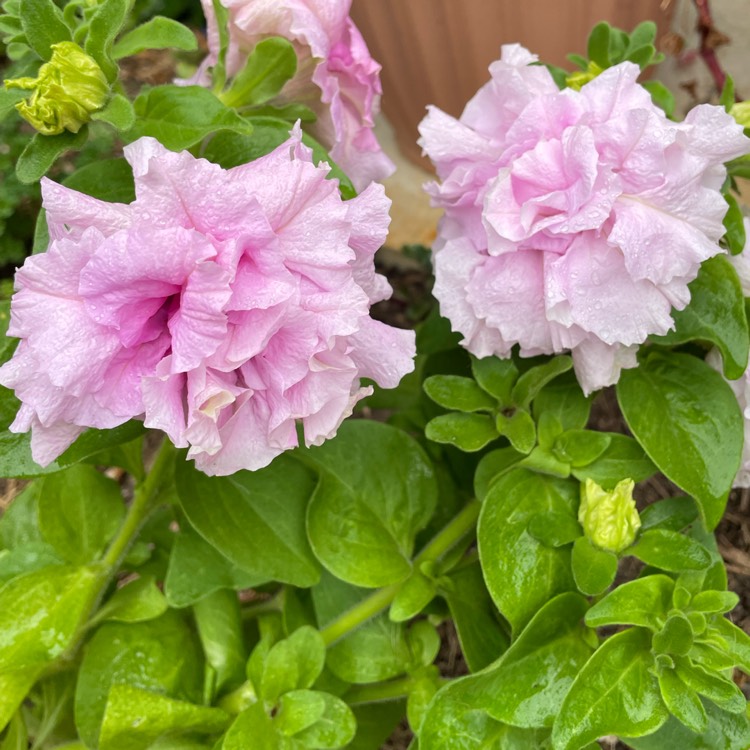 Plant image Petunia 'Double Wave® Pink'