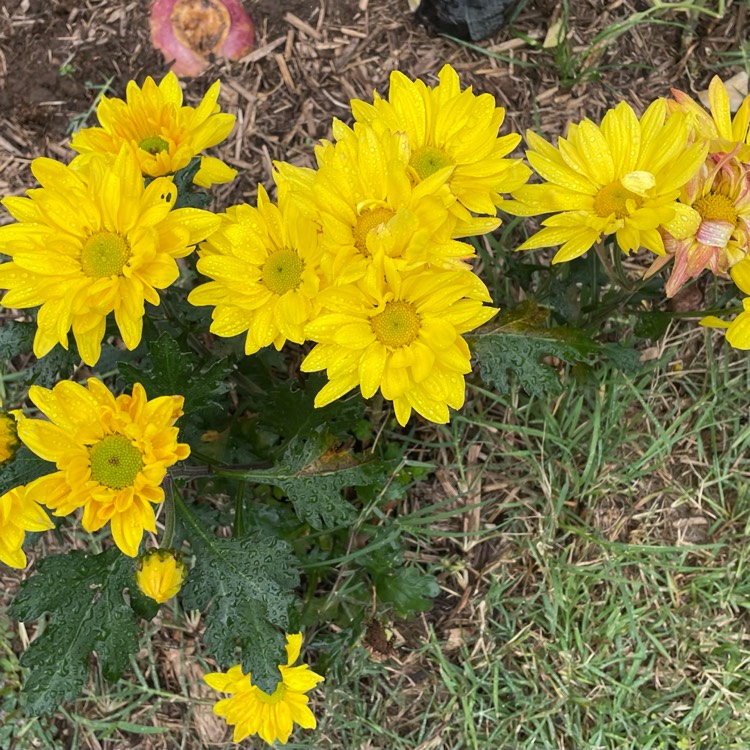 Plant image Chrysanthemum x morifolium 'Yochesapeake'(CHESAPEAKE™) PP12535