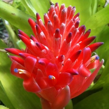 Billbergia pyramidalis