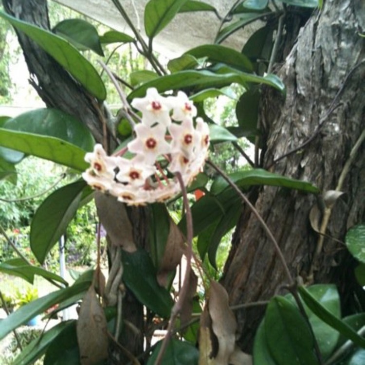plant image 273074 plant image 273074
