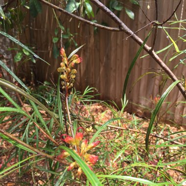 Grevillea 'Firesprite'
