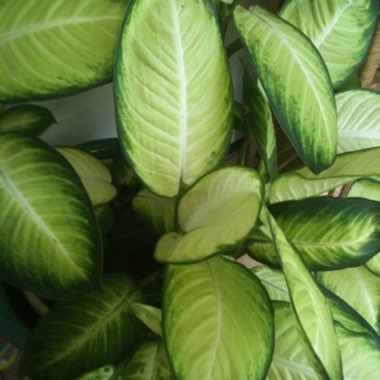 Dieffenbachia bowmannii
