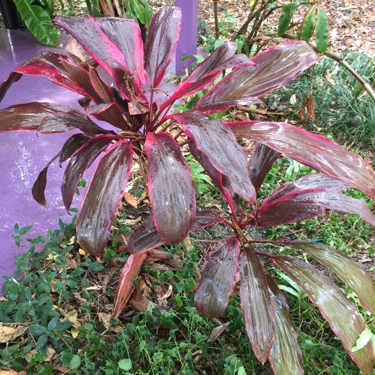 plant image 276474