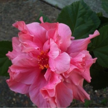 Hibiscus rosa-sinensis 'Kona'