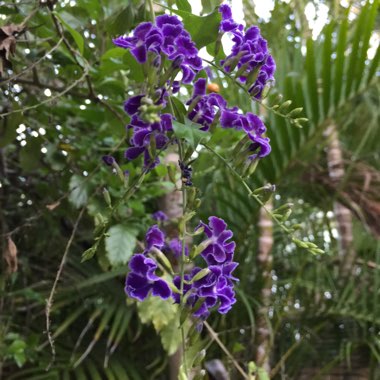 Duranta repens 'Geisha Girl'