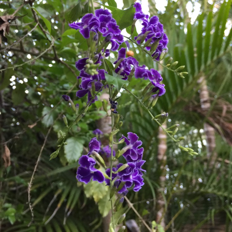 plant image 284642