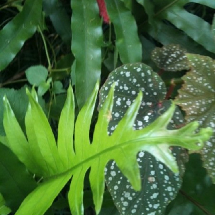 plant image 284759 plant image 284759