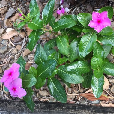 Vinca minor