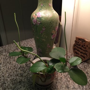 Peperomia