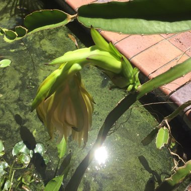 Hylocereus undatus