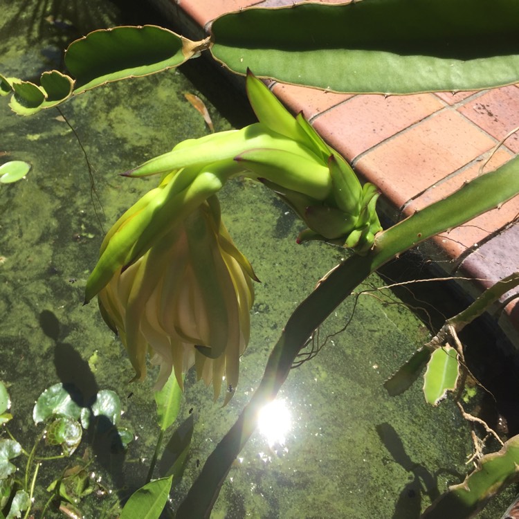 Plant image Hylocereus undatus