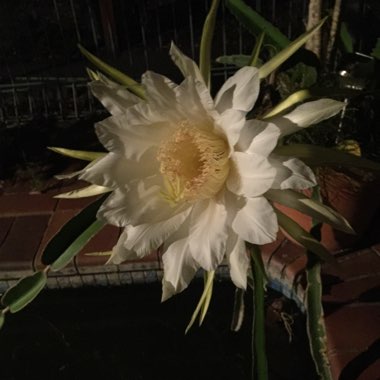 Hylocereus undatus
