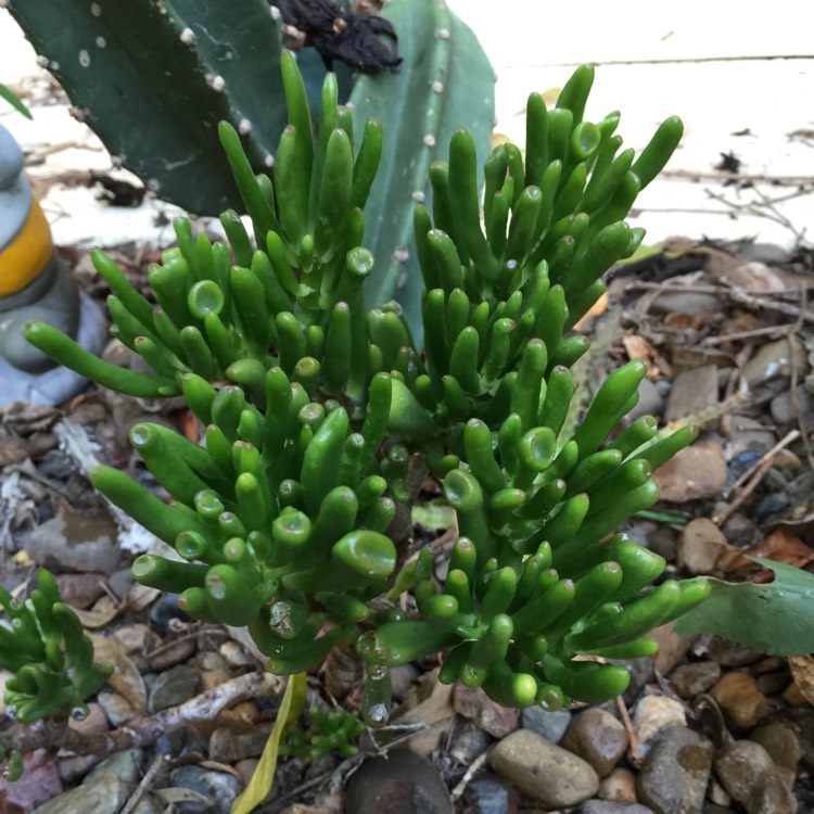 plant image 329248 plant image 329248