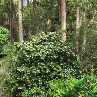 Murraya paniculata