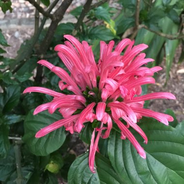 Justicia carnea