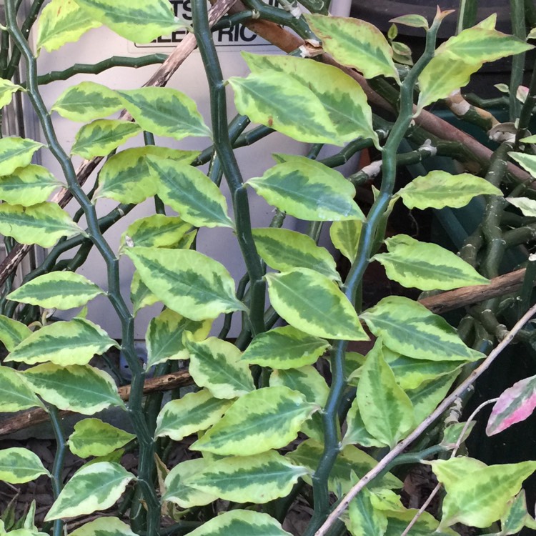 zigzag plant leaves