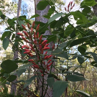 Erythrina 'Bidwillii'