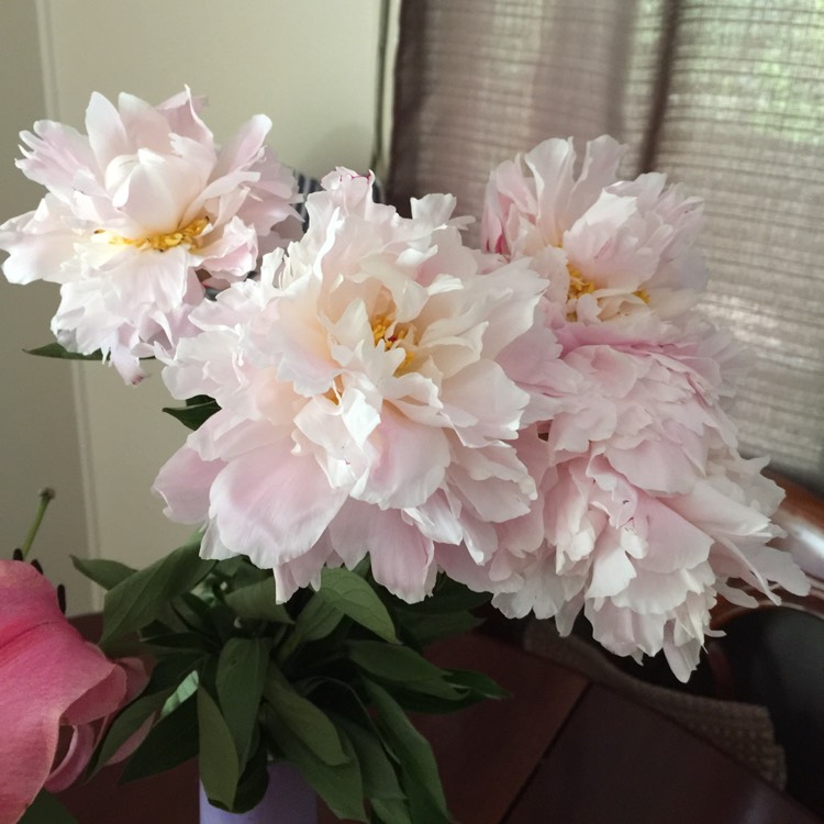 Plant image Paeonia lactiflora 'Angel Cheeks'