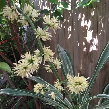 Dracaena fragrans 'Janet Craig' Compacta