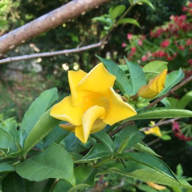 Allamanda cathartica