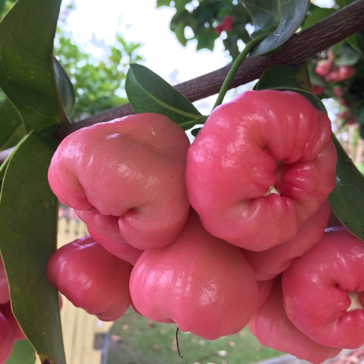 Plant image Syzygium Jambos