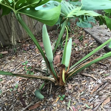 Monstera deliciosa