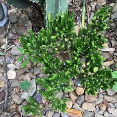 Crassula ovata 'Gollum'