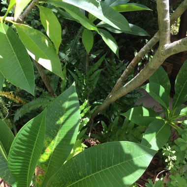 Plumeria rubra 'Sorbet Ripple'