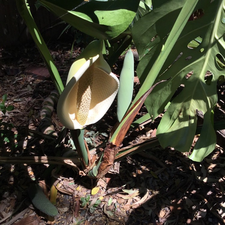 plant image 603263 plant image 603263