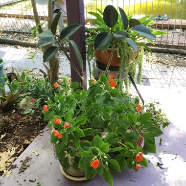Impatiens Hawkerii 'Sunpatiens'