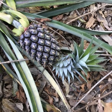 Ananas comosus