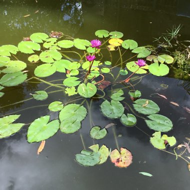 Nymphaea