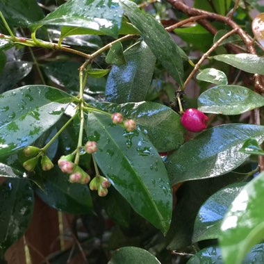Syzygium smithii