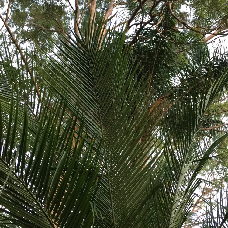 Plant image Phoenix Roebelenii